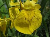 Tavi növények - Iris pseudacorus   sárga nőszirom